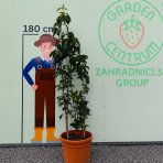 Okrasná čerešňa (Prunus serrulata) ´AMANOGAWA´ - výška 170-200 cm, kont. C45L - VIACKMENNÁ